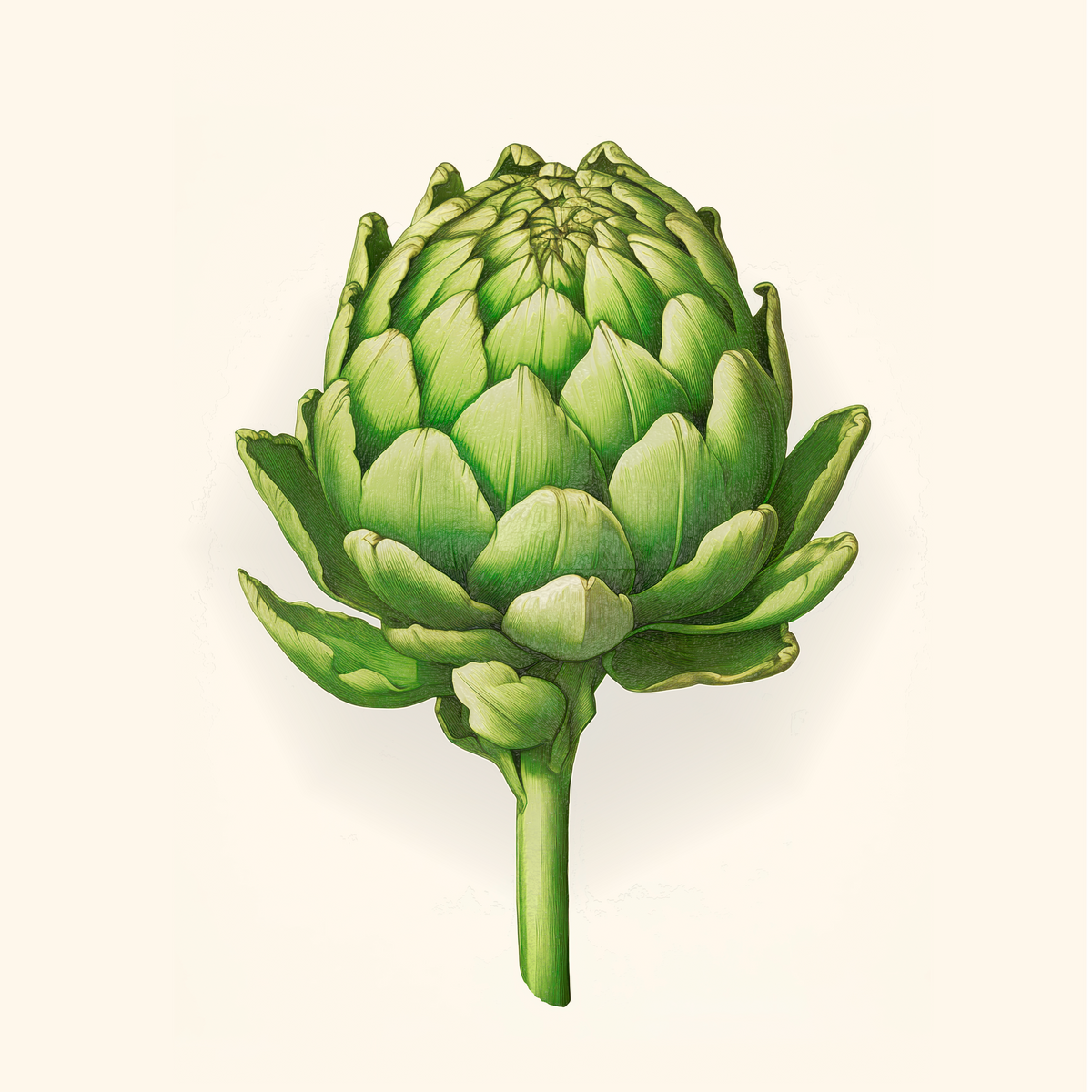Botanical Beauty - Artichoke Elegance - - Wooden Framed Posters