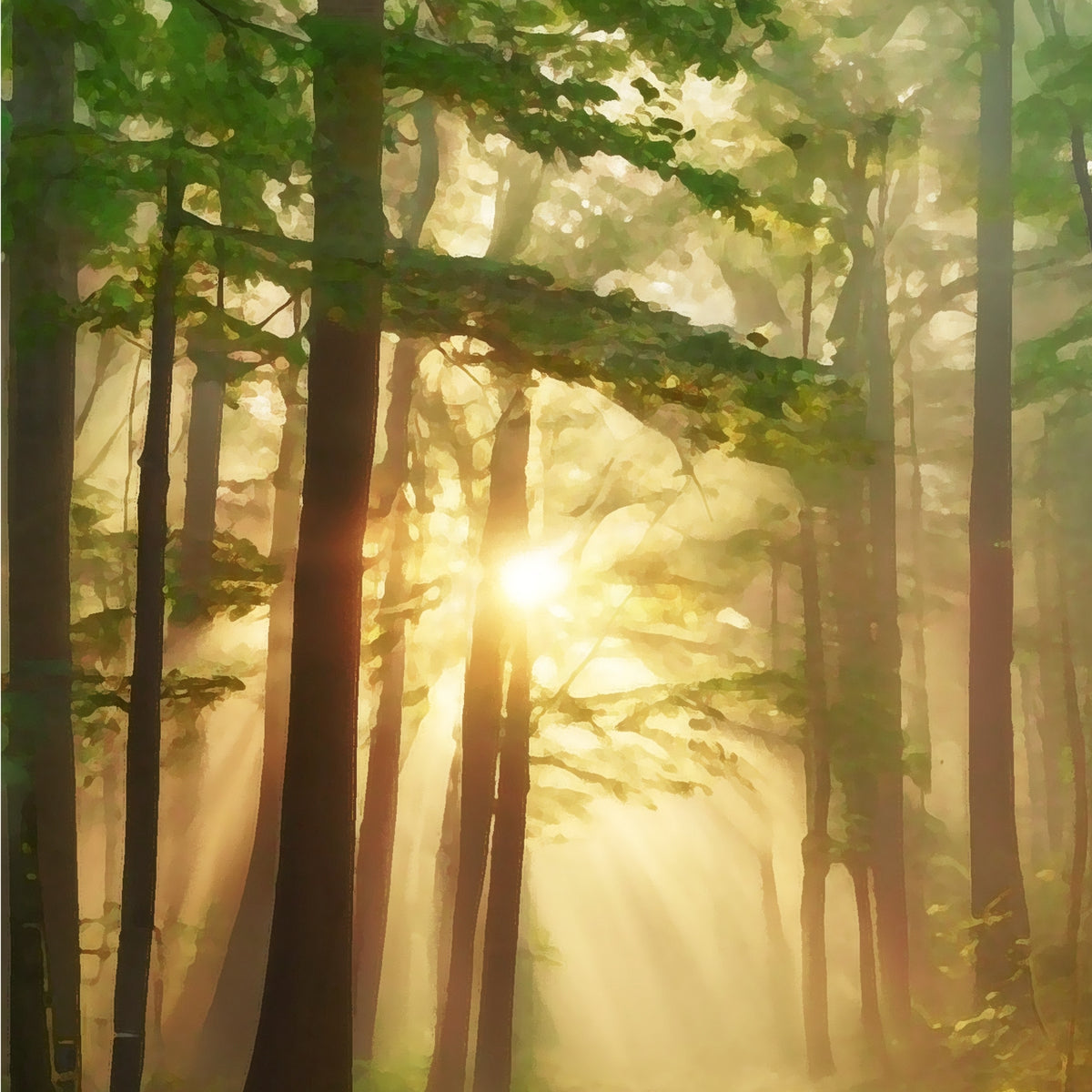 Whispers of Morning Light - - Canvas Prints