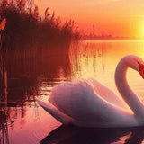 Golden Hour Swan Reflection - - Framed Posters