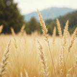 Whispers of Wheat and Wind - - Framed Posters