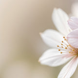 Tranquil Bloom Triptych - - Posters