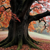 Where Leaves Fall, Memories Rise - Framed Poster - - Wooden Framed Posters