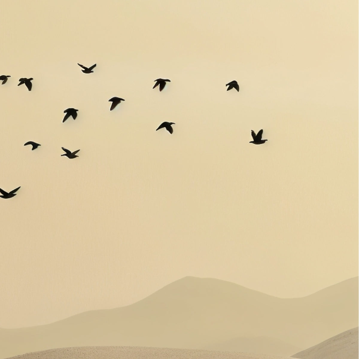 Flight Beneath the Desert Sun - Framed Poster - - Wooden Framed Posters