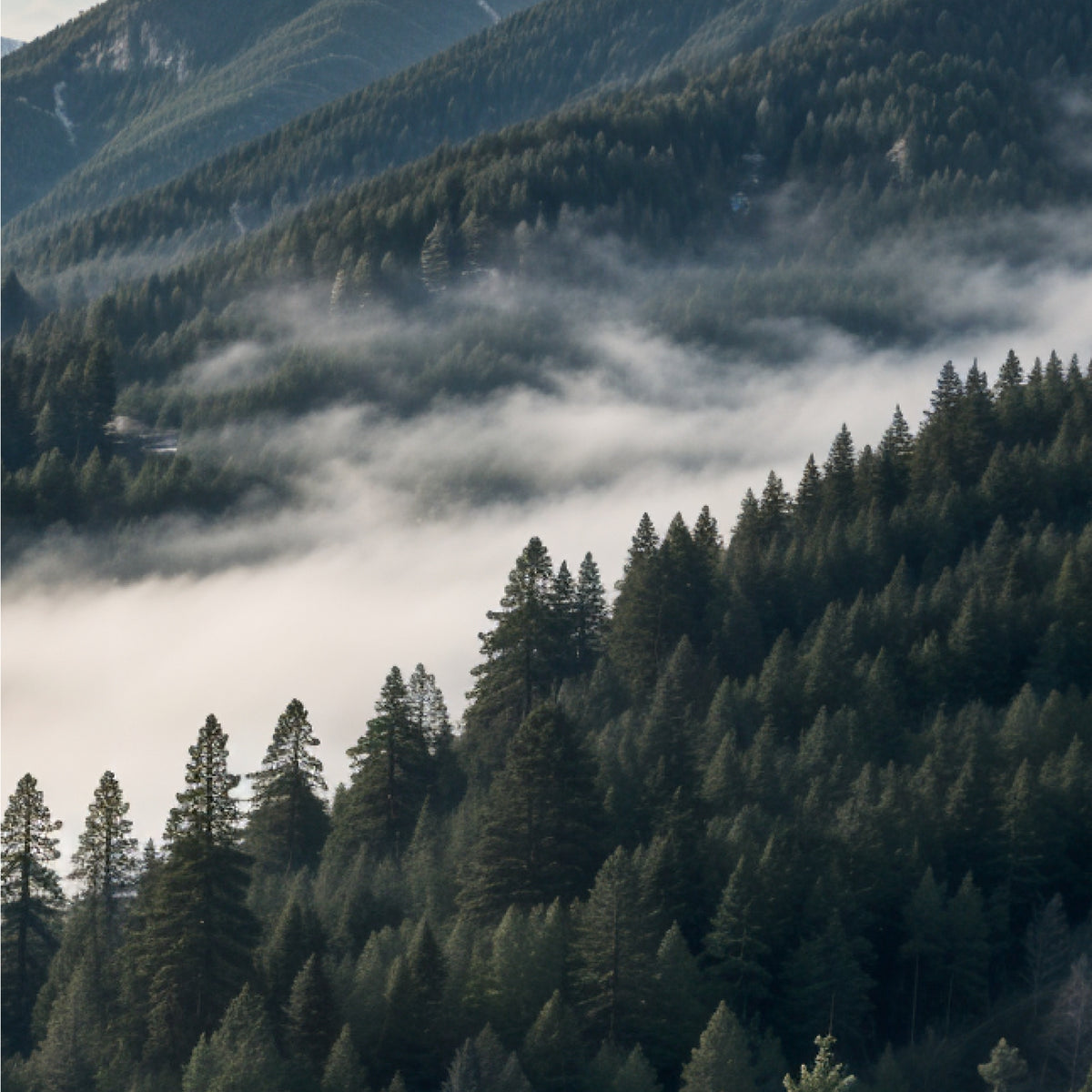 Majestic Peaks in Morning Mist - - Framed Posters