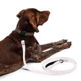 Memory Lane Pet Leash - Walks with Heart - -