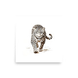 Wild Grace - Framed White Tiger Art - 12″×12″ - Paper Posters